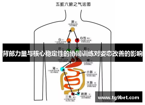 背部力量与核心稳定性的协同训练对姿态改善的影响